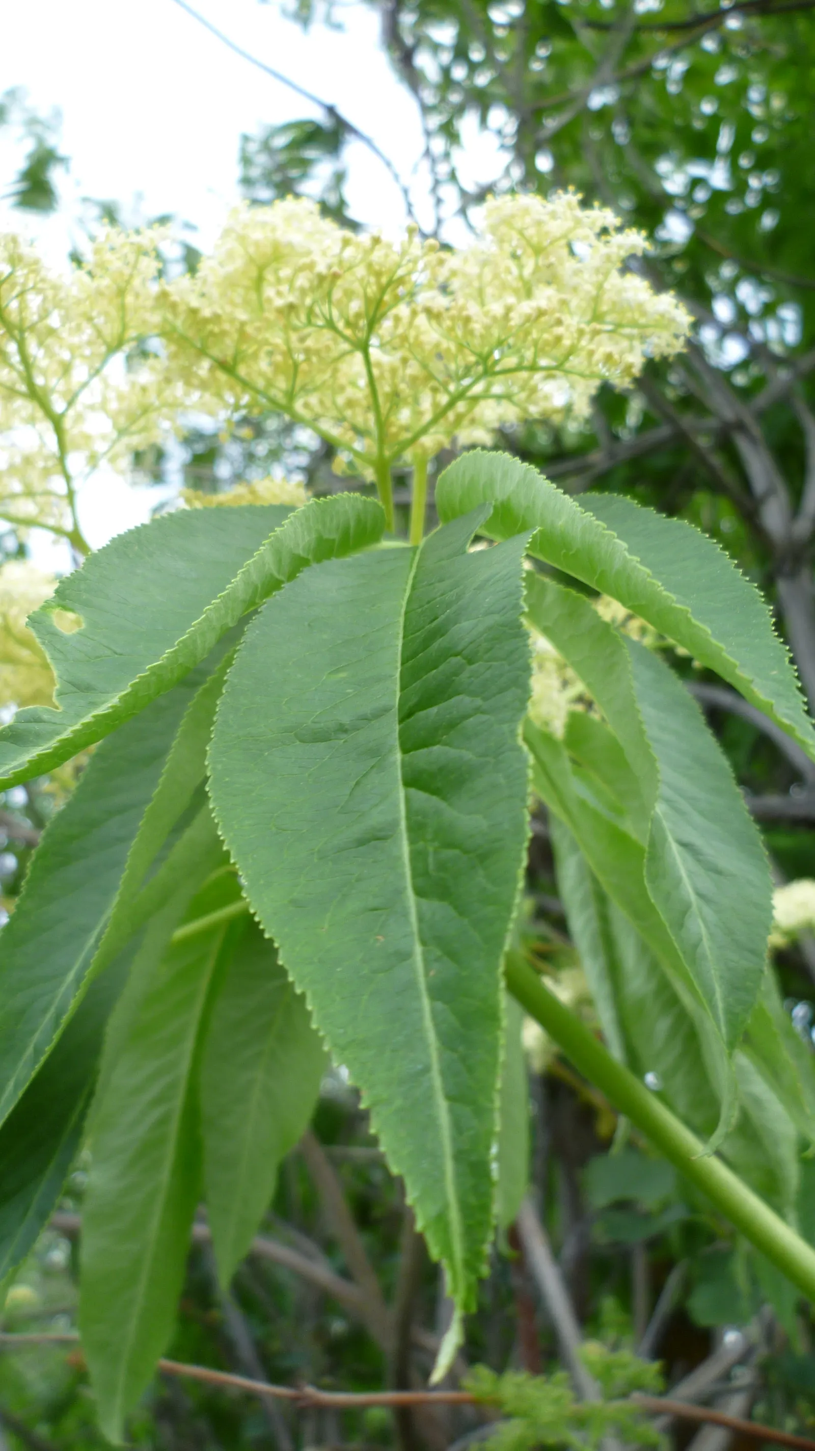 Blue Elderberry (Sambucus Mexicana) — It prefers full sun to partial shade and moderate water, adding wildlife appeal and hedging aesthetics; is an attractive