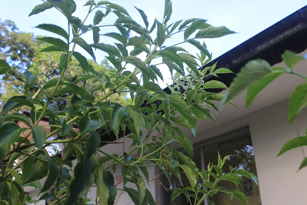 Blue Elderberry (Sambucus Mexicana) — This deciduous plant boasts creamy-white flower clusters in late spring; or wildlife garden designs makes it, image 75