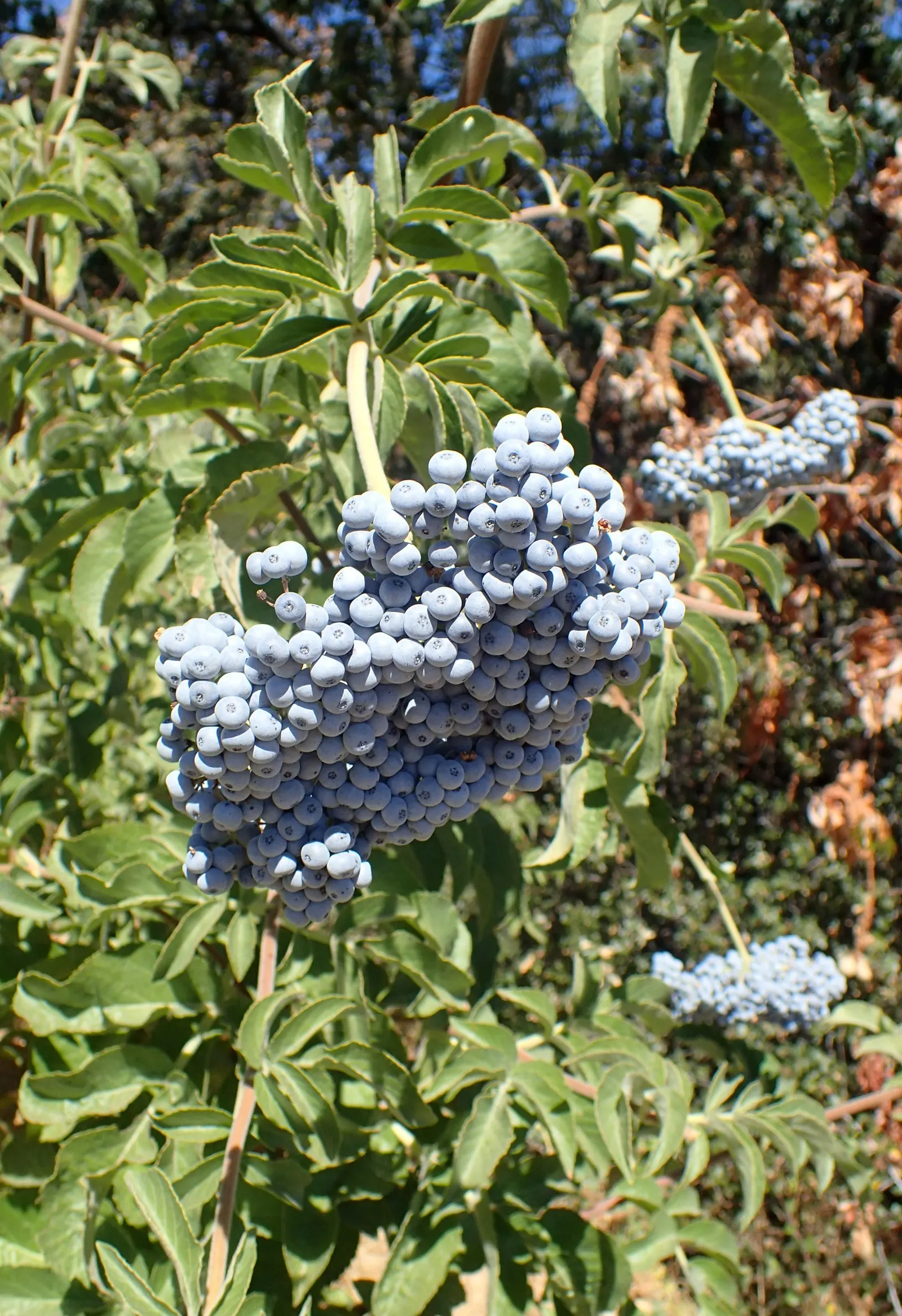 Blue Elderberry (Sambucus Mexicana) — This plant is characterized by its dense; it grows up to 10 feet tall and wide, thriving in USDA zones 7-10, image 59