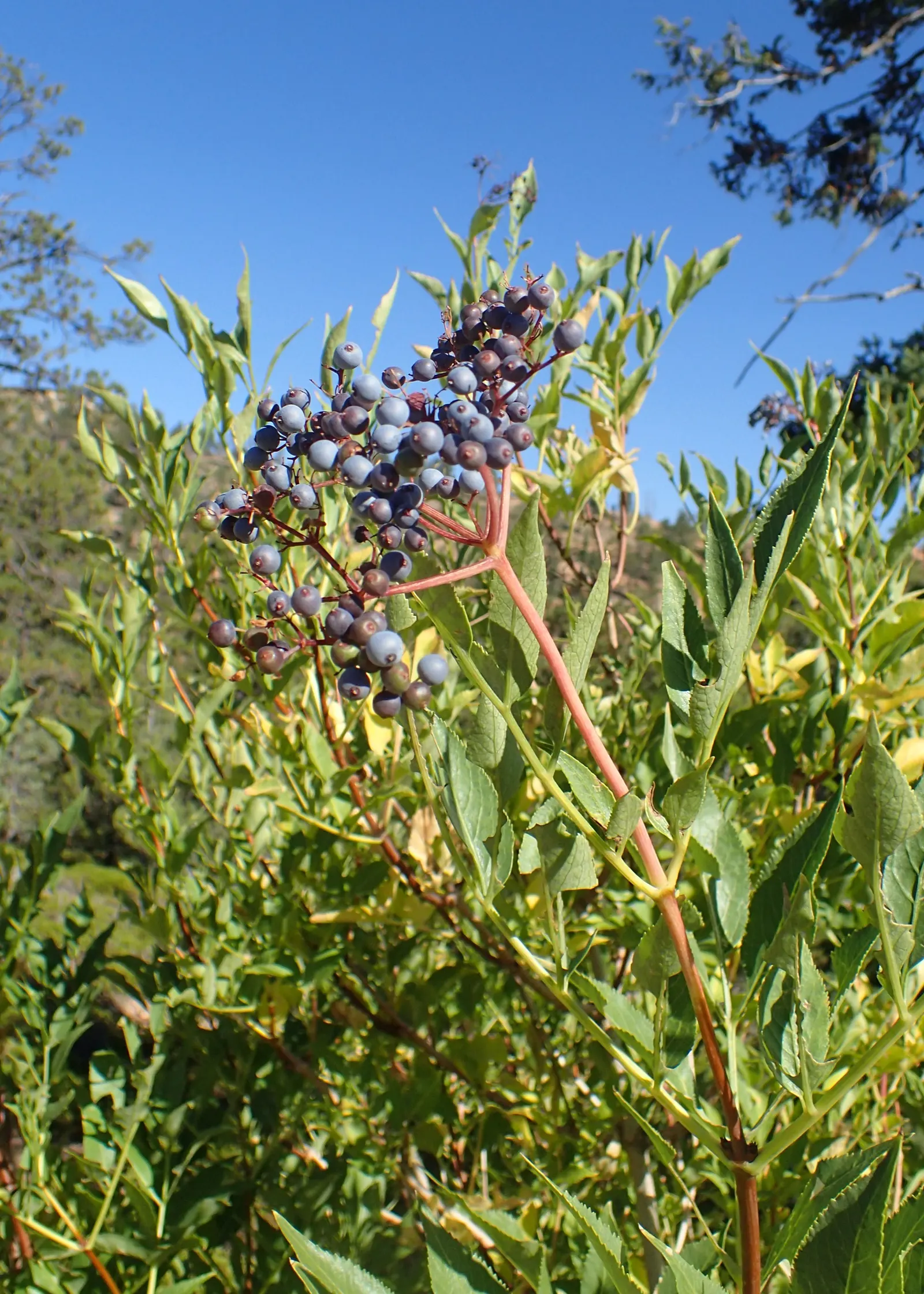 Blue Elderberry (Sambucus Mexicana) — This is a low-maintenance plant that has a high impact in the garden both aesthetically and ecologically; shrub for full