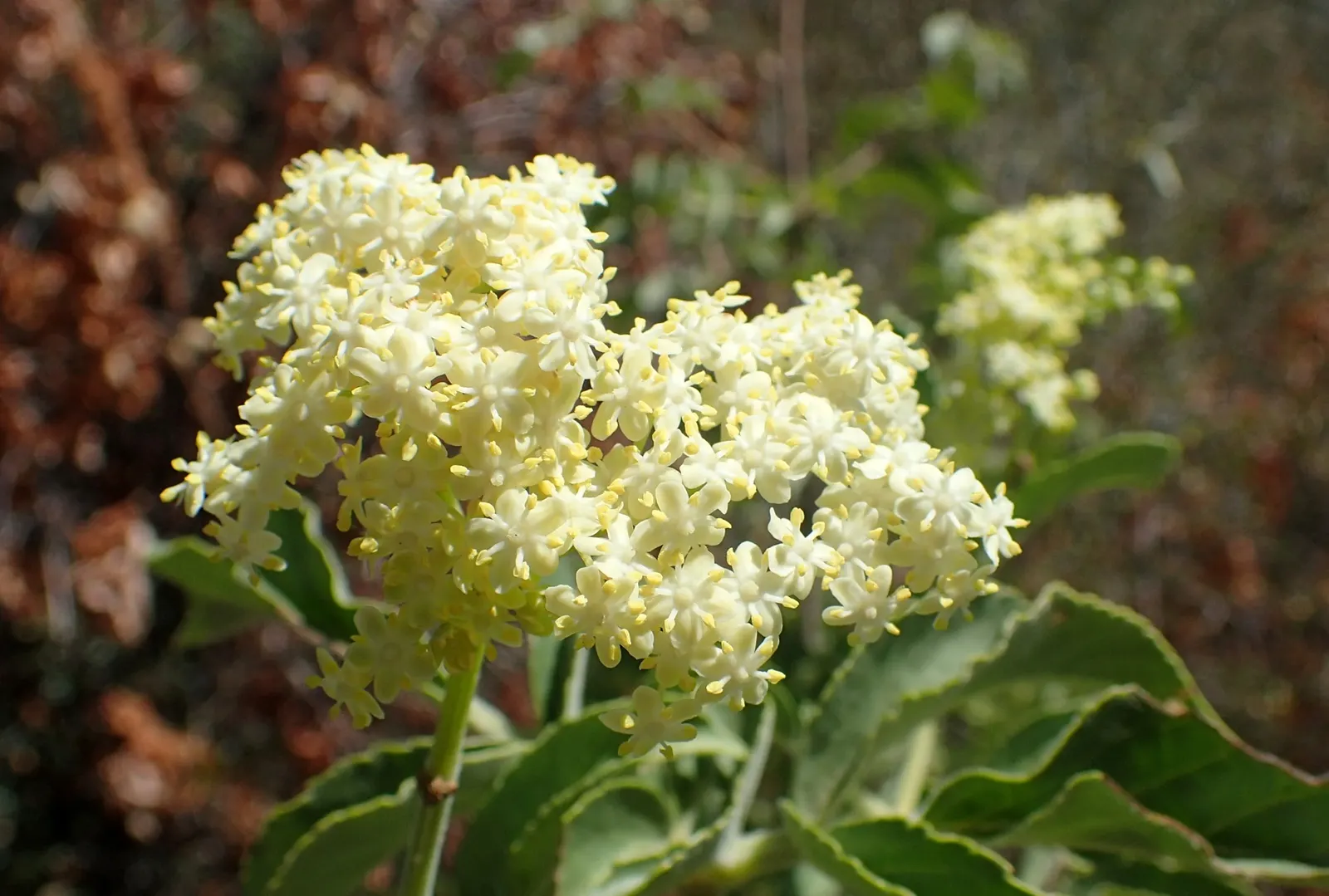 Blue Elderberry (Sambucus Mexicana) — each approximately 1/8 to 1/4 inch in diameter; it often reaches a mature height of 6 to 12 feet with a, image 60