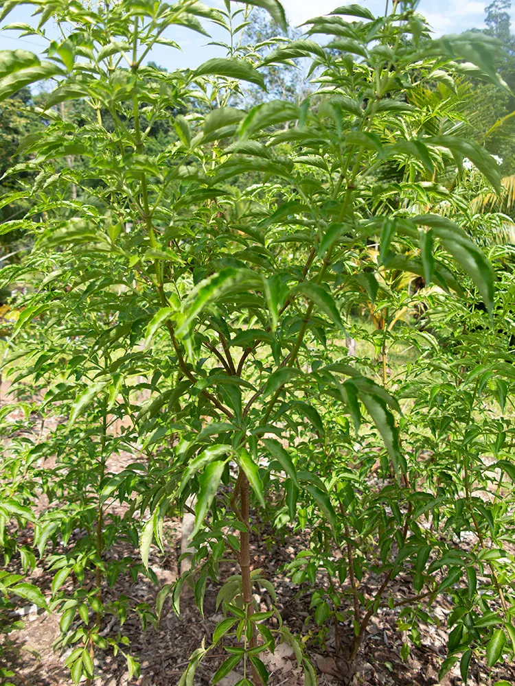 Blue Elderberry (Sambucus Mexicana) — though it can sometimes stretch upwards to 30 feet in optimal conditions