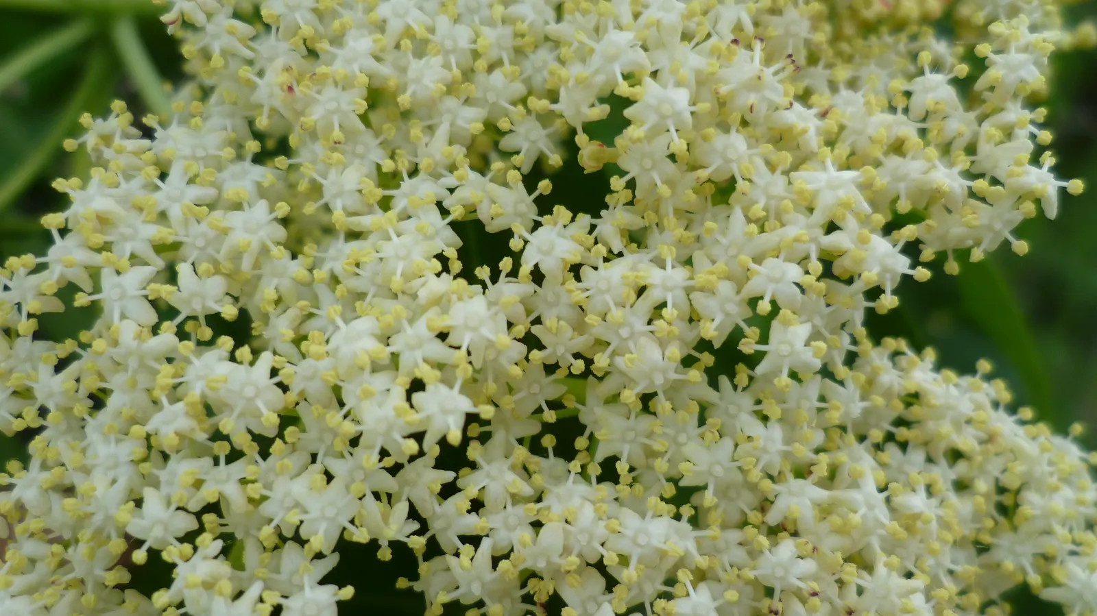 Blue Elderberry (Sambucus Mexicana) — is an attractive deciduous shrub indigenous to the western United States; it prefers full sun to partial, image 56