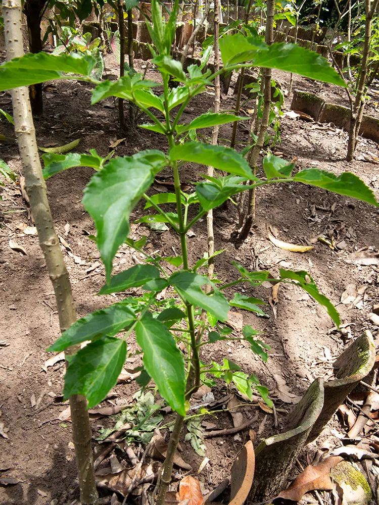 Blue Elderberry (Sambucus Mexicana) — succeeded by edible blue-black berries; blue Elderberry, or Sambucus mexicana, is a versatile shrub native to the