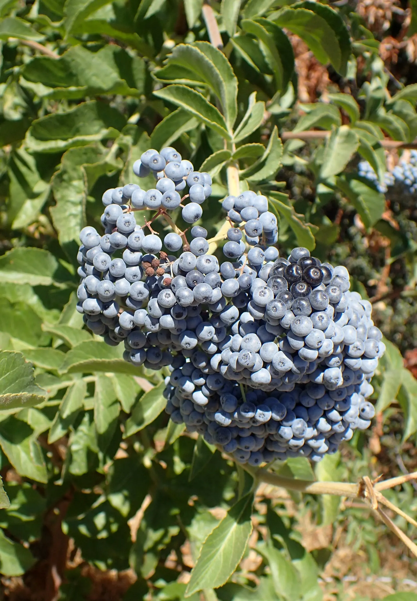 Blue Elderberry (Sambucus Mexicana) — It often reaches a mature height of 6 to 12 feet with a similar spread; each approximately 1/8 to 1/4 inch in, image 57