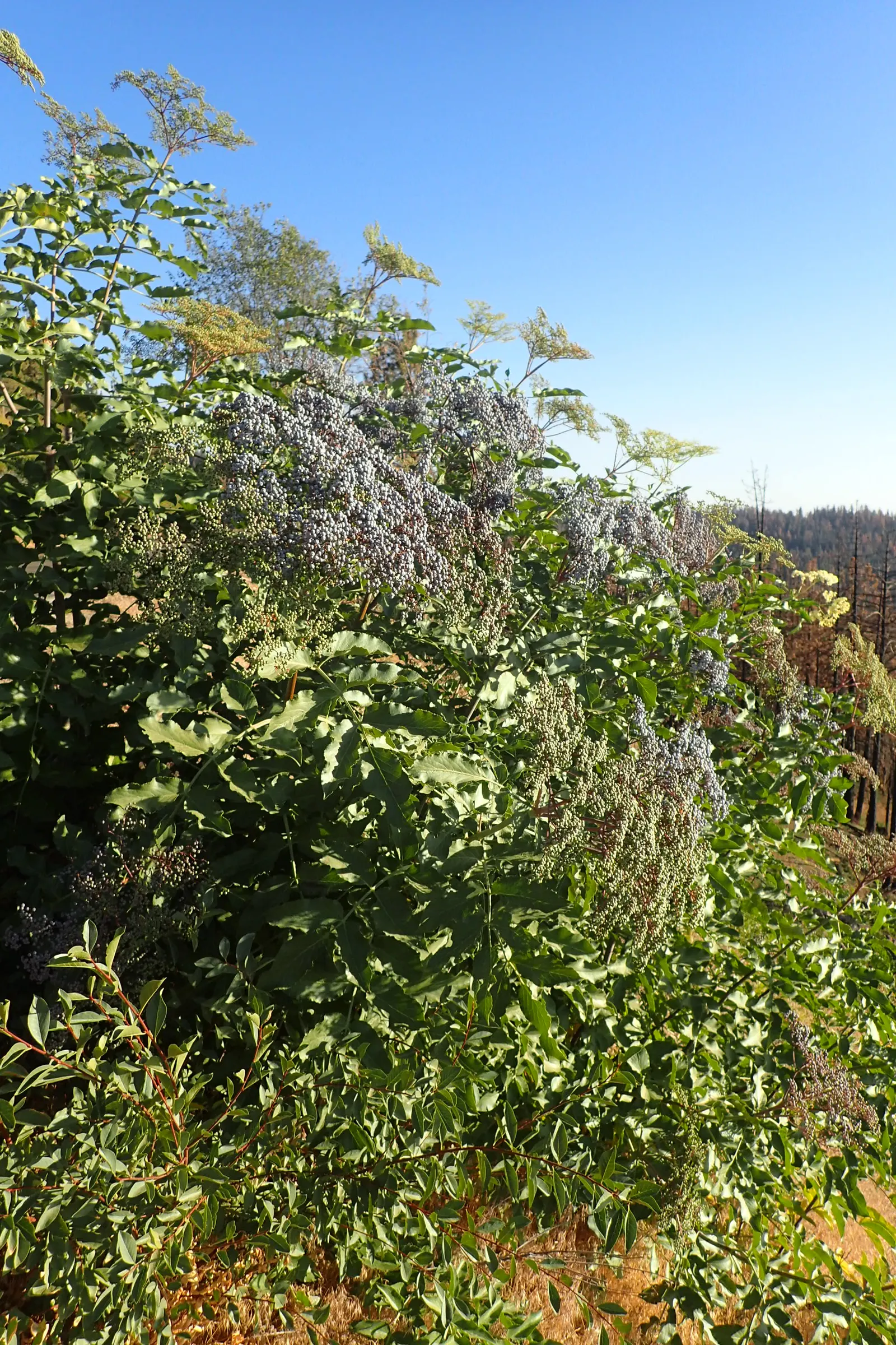 Blue Elderberry (Sambucus Mexicana) — It is hardy in USDA zones 4 through 9; not only are these berries visually appealing against the backdrop of, image 64