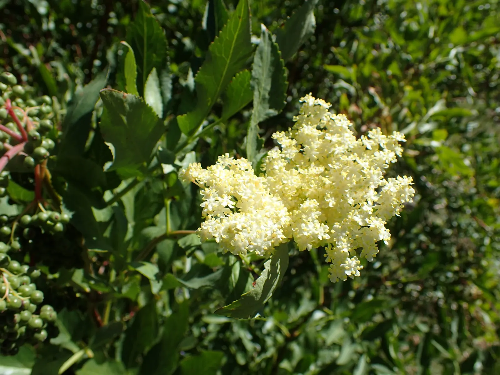 Blue Elderberry (Sambucus Mexicana) — scientifically named Sambucus mexicana; white flowers in the garden, image 55