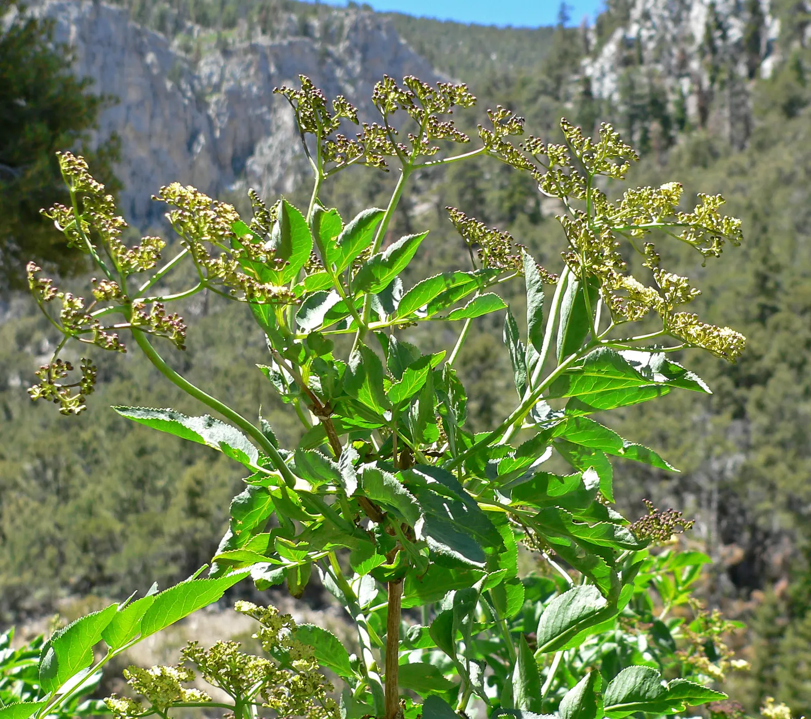 Blue Elderberry (Sambucus Mexicana) — including birds and butterflies; space plants 6-10 feet apart for a lush landscape feature, image 87