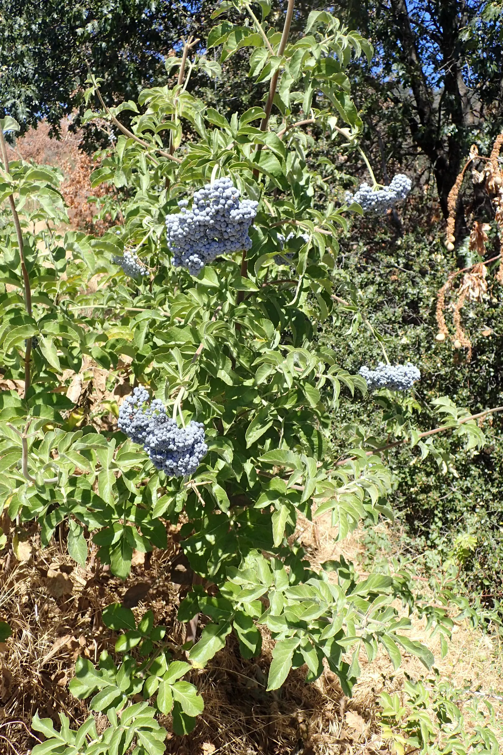 Blue Elderberry (Sambucus Mexicana) — but they are also edible and a valuable food source for local wildlife; shrub with white blooms, image 62