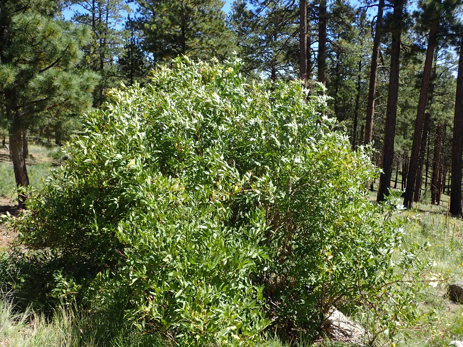 Blue Elderberry (Sambucus Mexicana) — succeeded by edible blue-black berries; blue Elderberry, or Sambucus mexicana, is a versatile shrub native to, image 52