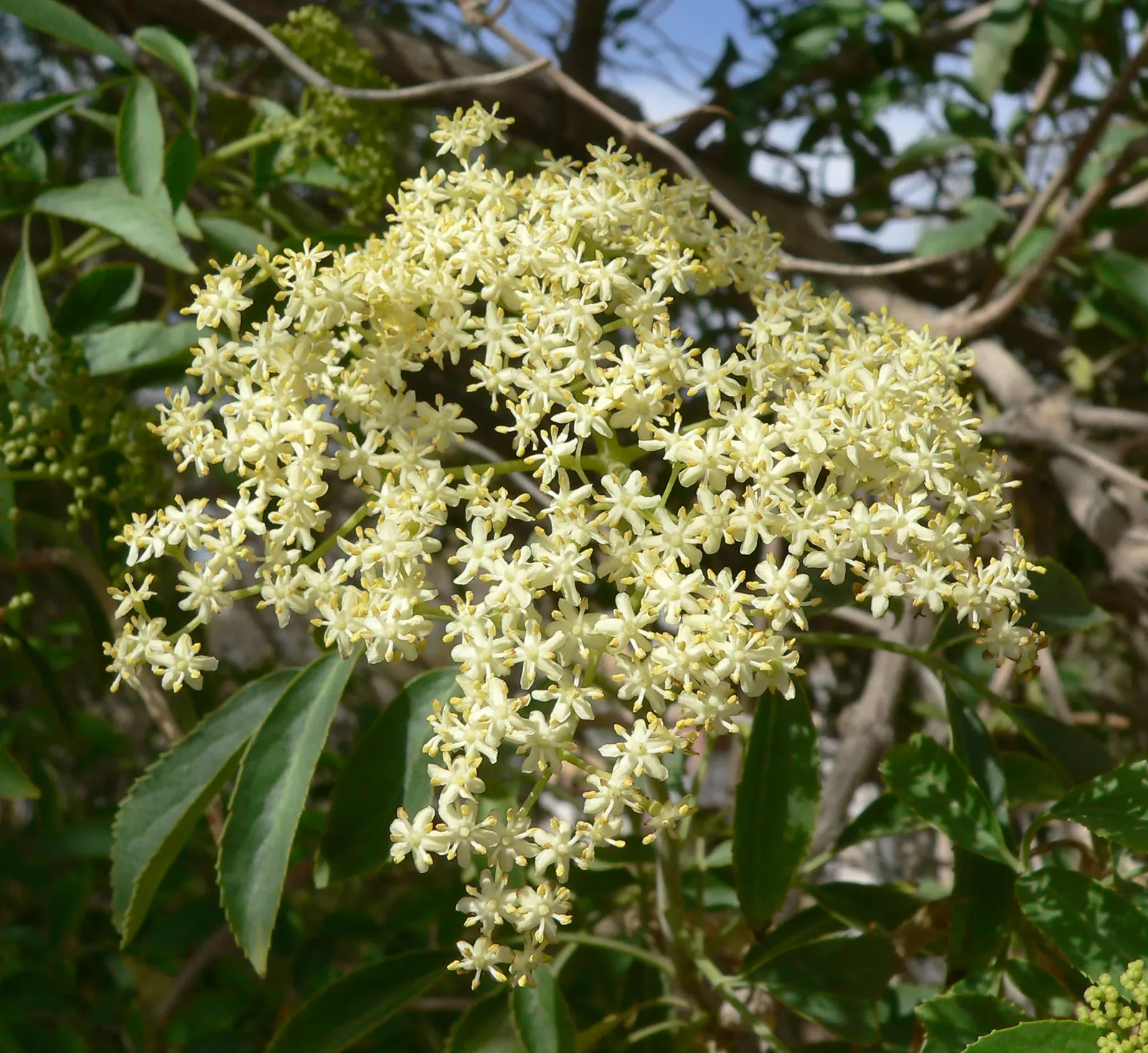 Blue Elderberry (Sambucus Mexicana) — white flowers in the garden