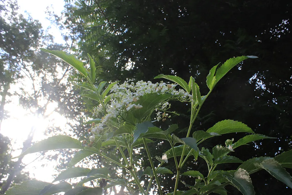 Blue Elderberry (Sambucus Mexicana) — This plant is characterized by its dense; it grows up to 10 feet tall and wide, thriving in USDA zones 7-10