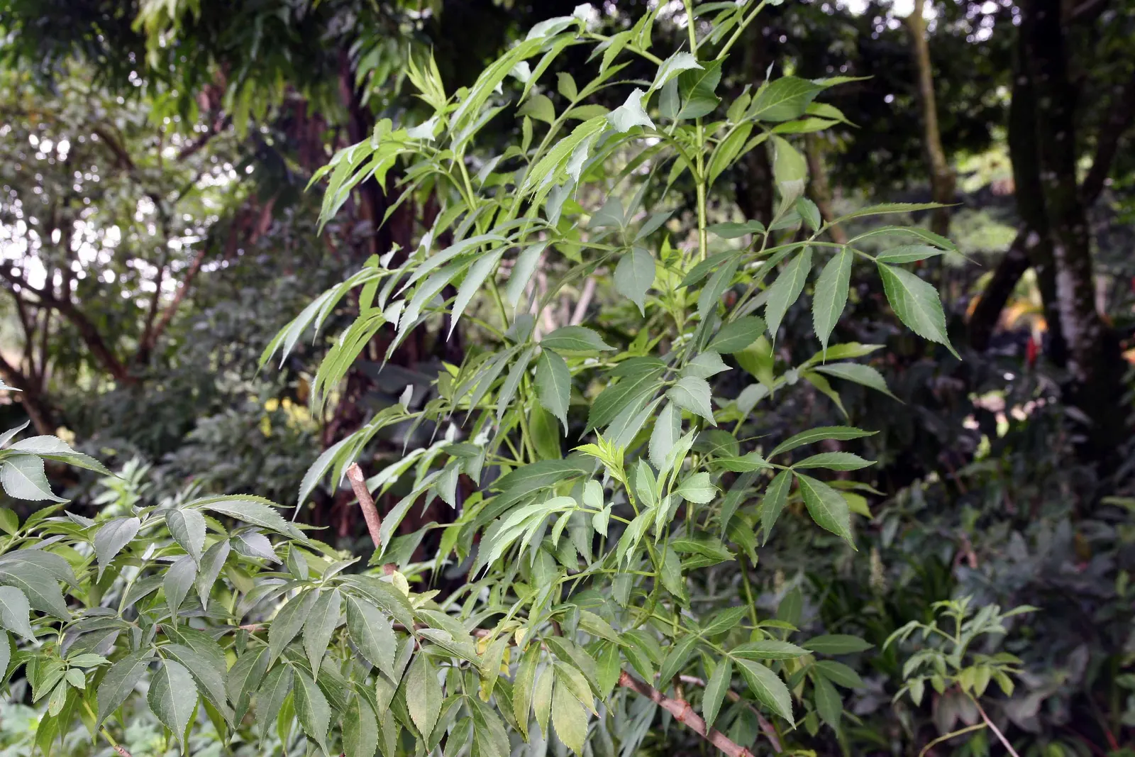 Blue Elderberry (Sambucus Mexicana) — including birds and butterflies; space plants 6-10 feet apart for a lush landscape feature