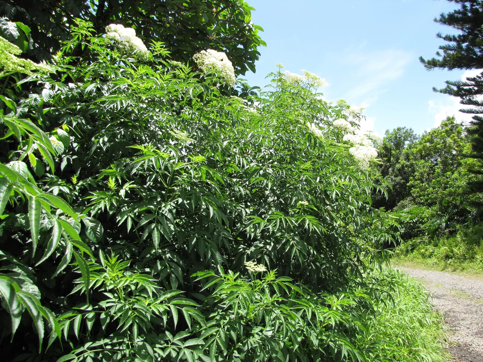 Blue Elderberry (Sambucus Mexicana) — is an attractive deciduous shrub indigenous to the western United States
