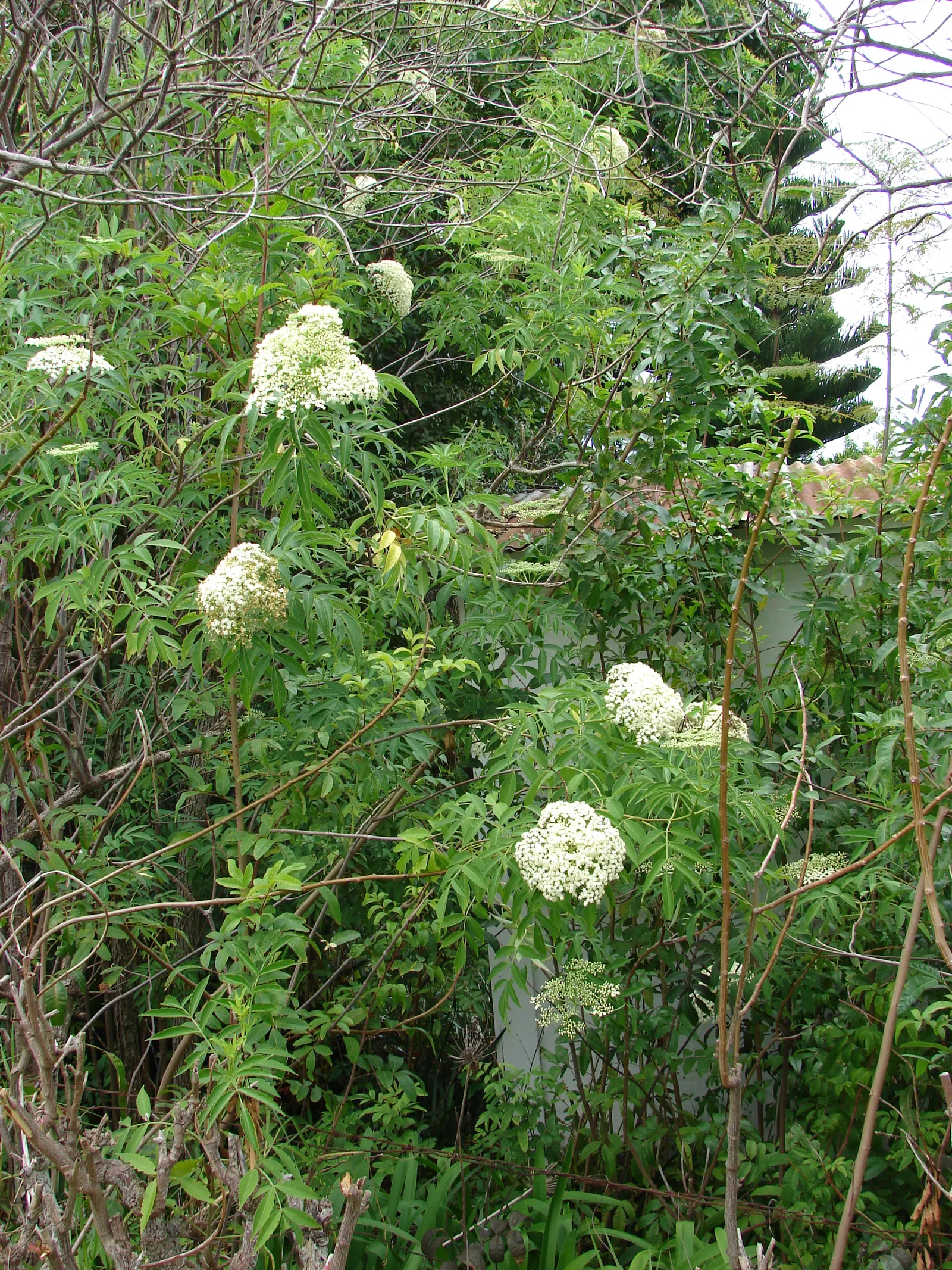 Blue Elderberry (Sambucus Mexicana) — As a fast-growing species, it is ideal for quickly filling spaces or creating natural borders; though it can, image 67