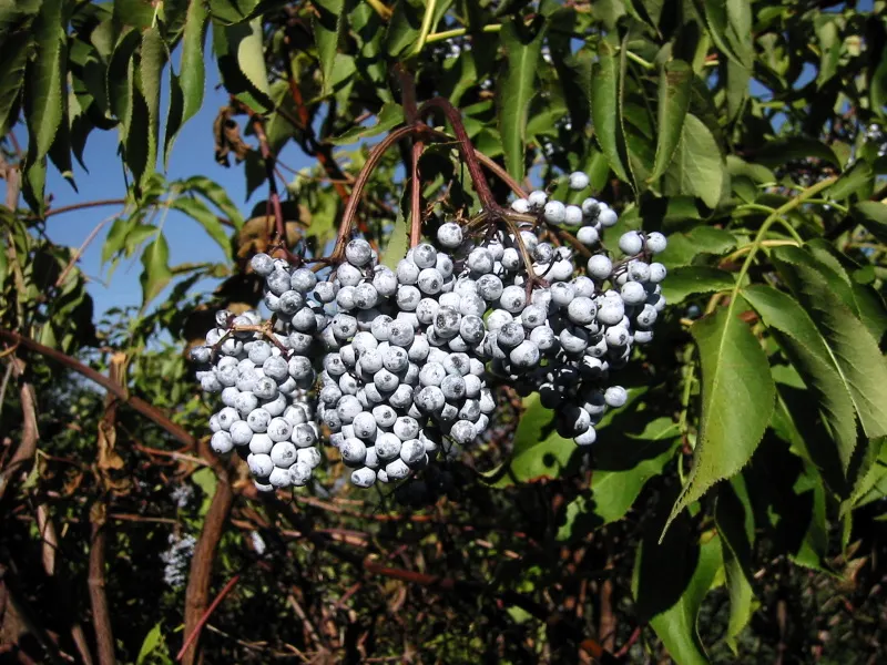 Blue Elderberry (Sambucus Mexicana) — or wildlife garden designs makes it an excellent choice for a variety of settings; this deciduous plant boasts, image 66