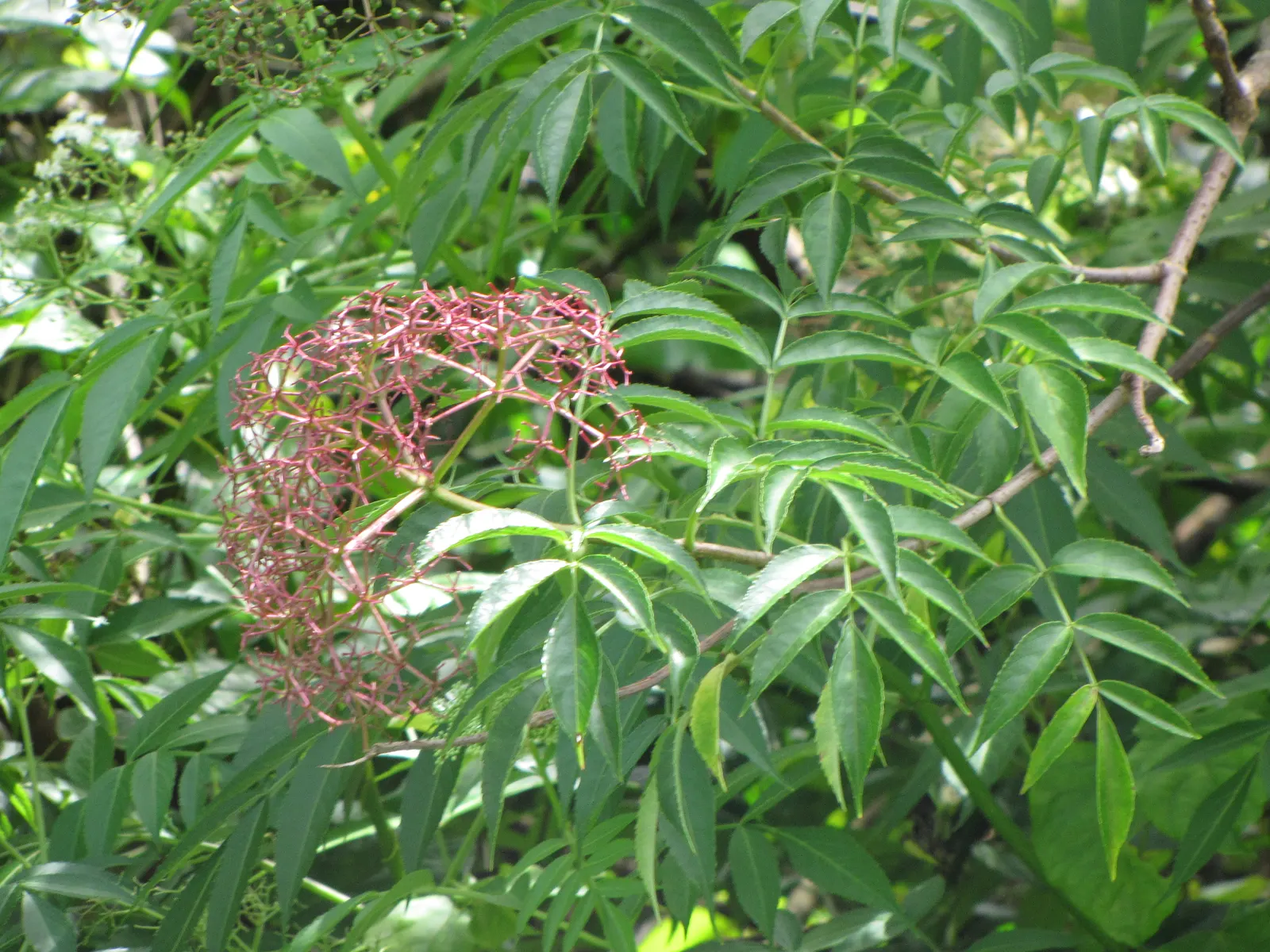 Blue Elderberry (Sambucus Mexicana) — scientifically named Sambucus mexicana; white flowers in the garden, image 79