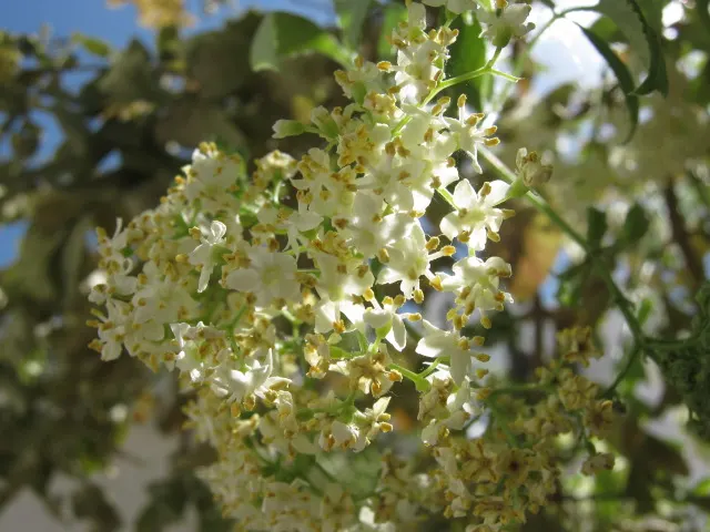Blue Elderberry (Sambucus Mexicana) — This is a low-maintenance plant that has a high impact in the garden both aesthetically and ecologically, image 69