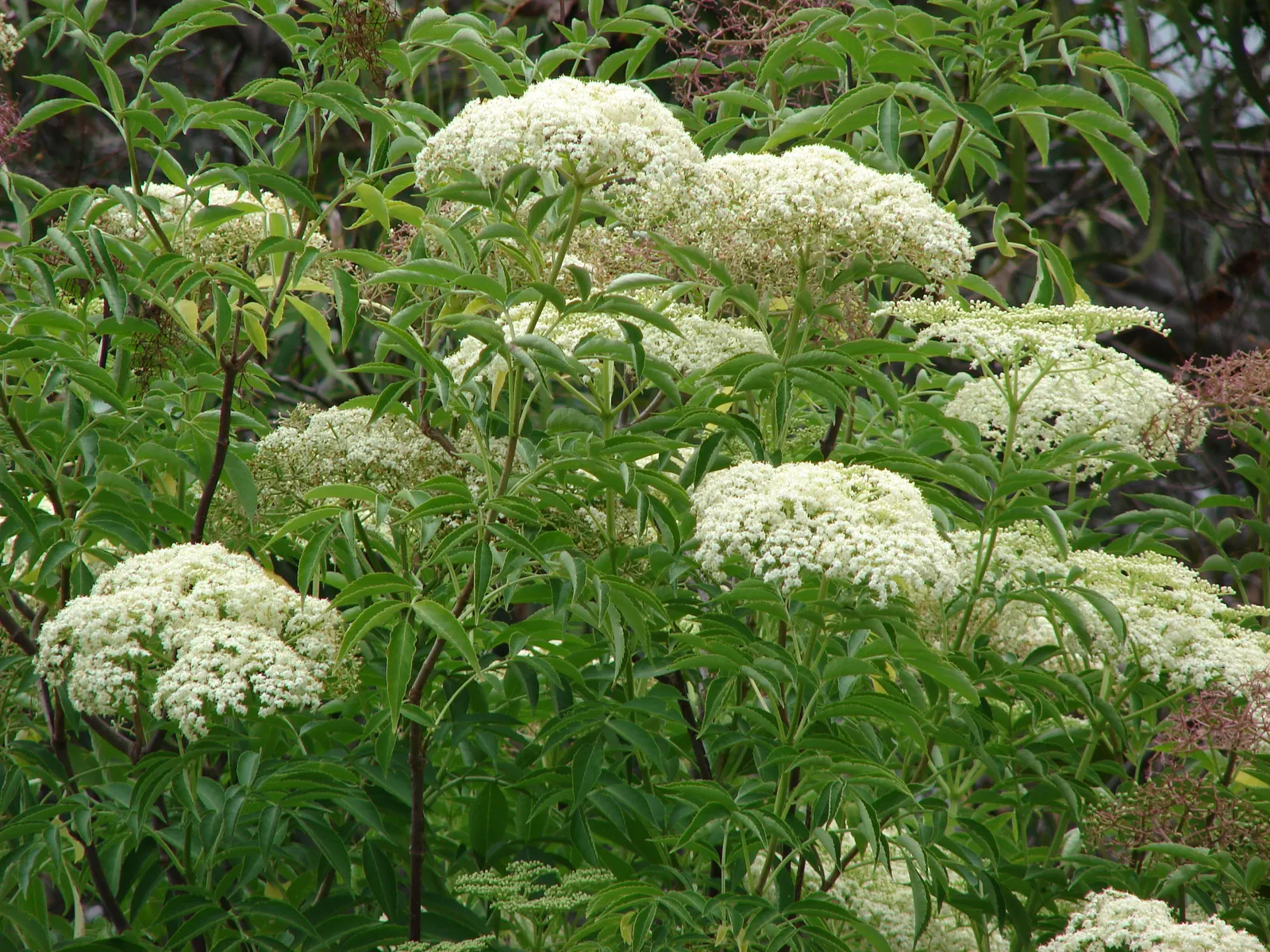 Blue Elderberry (Sambucus Mexicana) — is an attractive deciduous shrub indigenous to the western United States; it prefers full sun to partial, image 80