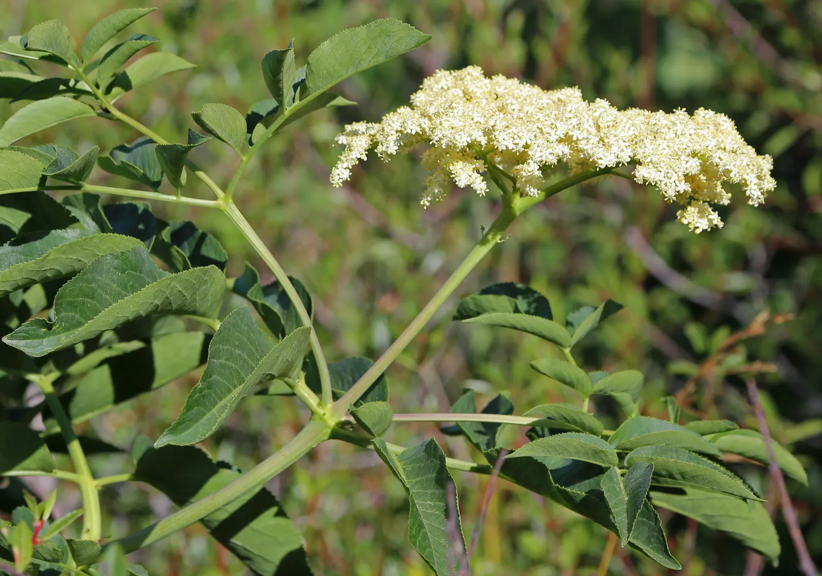 Blue Elderberry (Sambucus Mexicana) — It grows up to 10 feet tall and wide, thriving in USDA zones 7-10