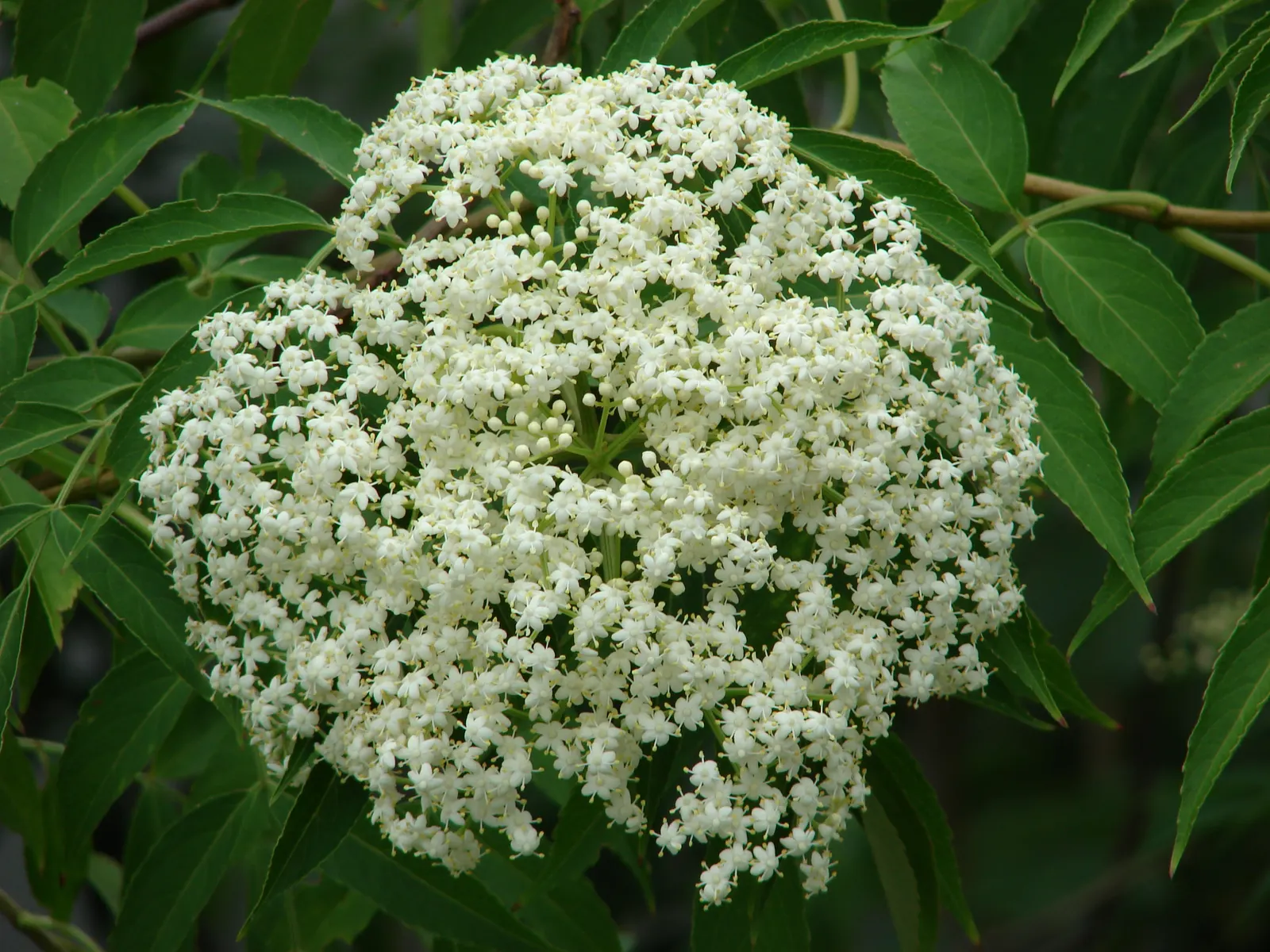 Blue Elderberry (Sambucus Mexicana) — white flowers in the garden; scientifically named Sambucus mexicana, image 70