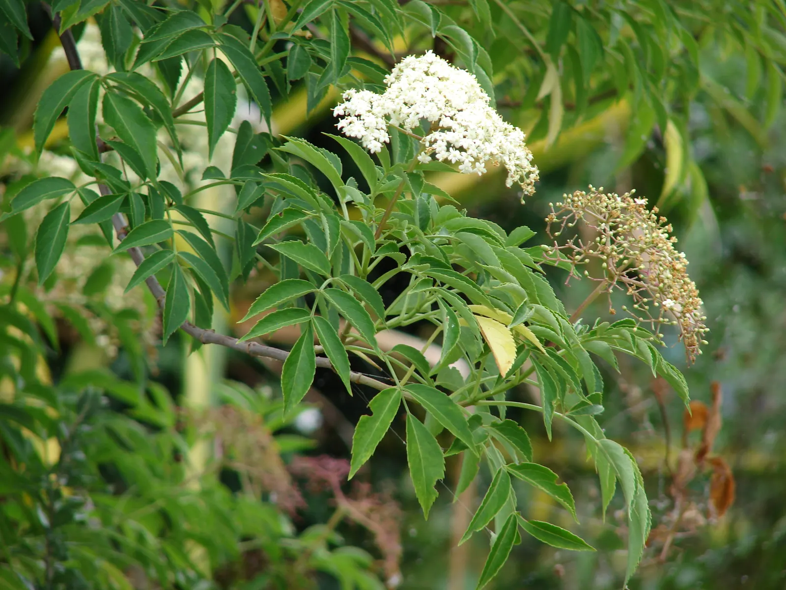 Blue Elderberry (Sambucus Mexicana) — though it can sometimes stretch upwards to 30 feet in optimal conditions; as a fast-growing species, it is, image 82