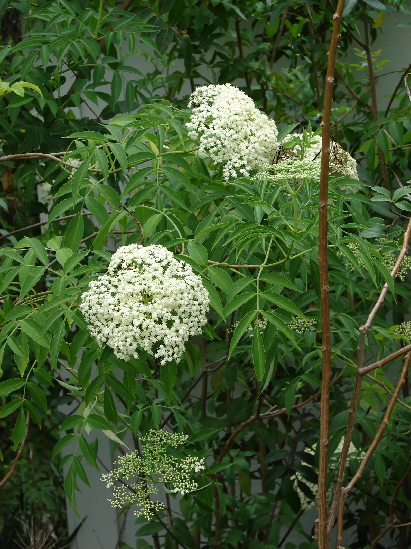 Blue Elderberry (Sambucus Mexicana) — Prune as needed to encourage a more compact growth habit and to remove any dead or diseased wood; its, image 68