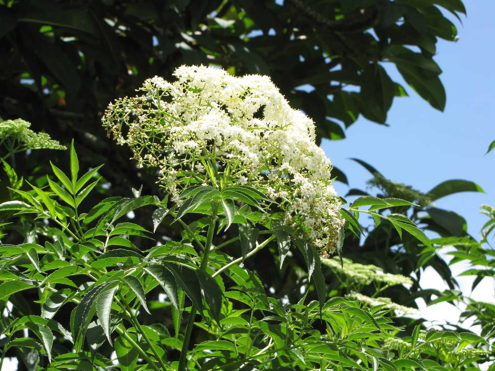 Blue Elderberry (Sambucus Mexicana) — It prefers full sun to partial shade and moderate water, adding wildlife appeal and hedging aesthetics; is an, image 77