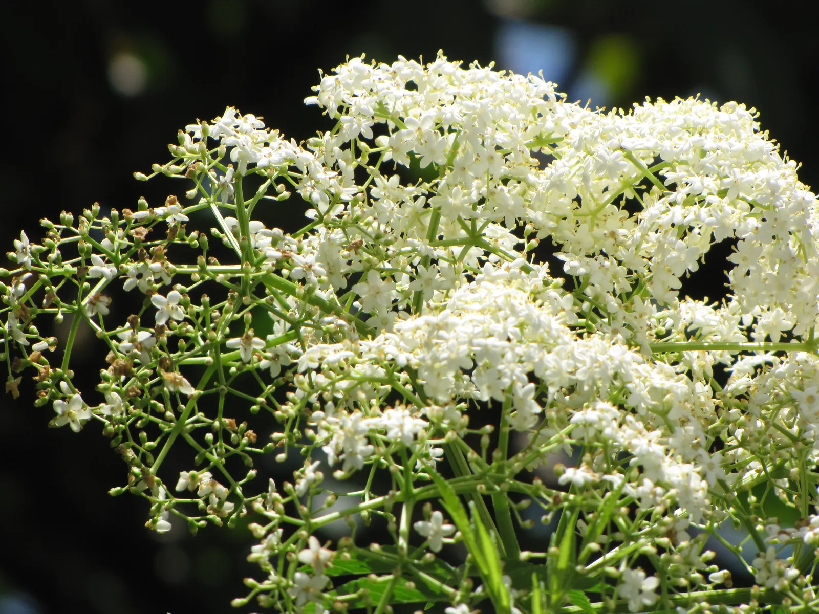 Blue Elderberry (Sambucus Mexicana) — This plant is characterized by its dense