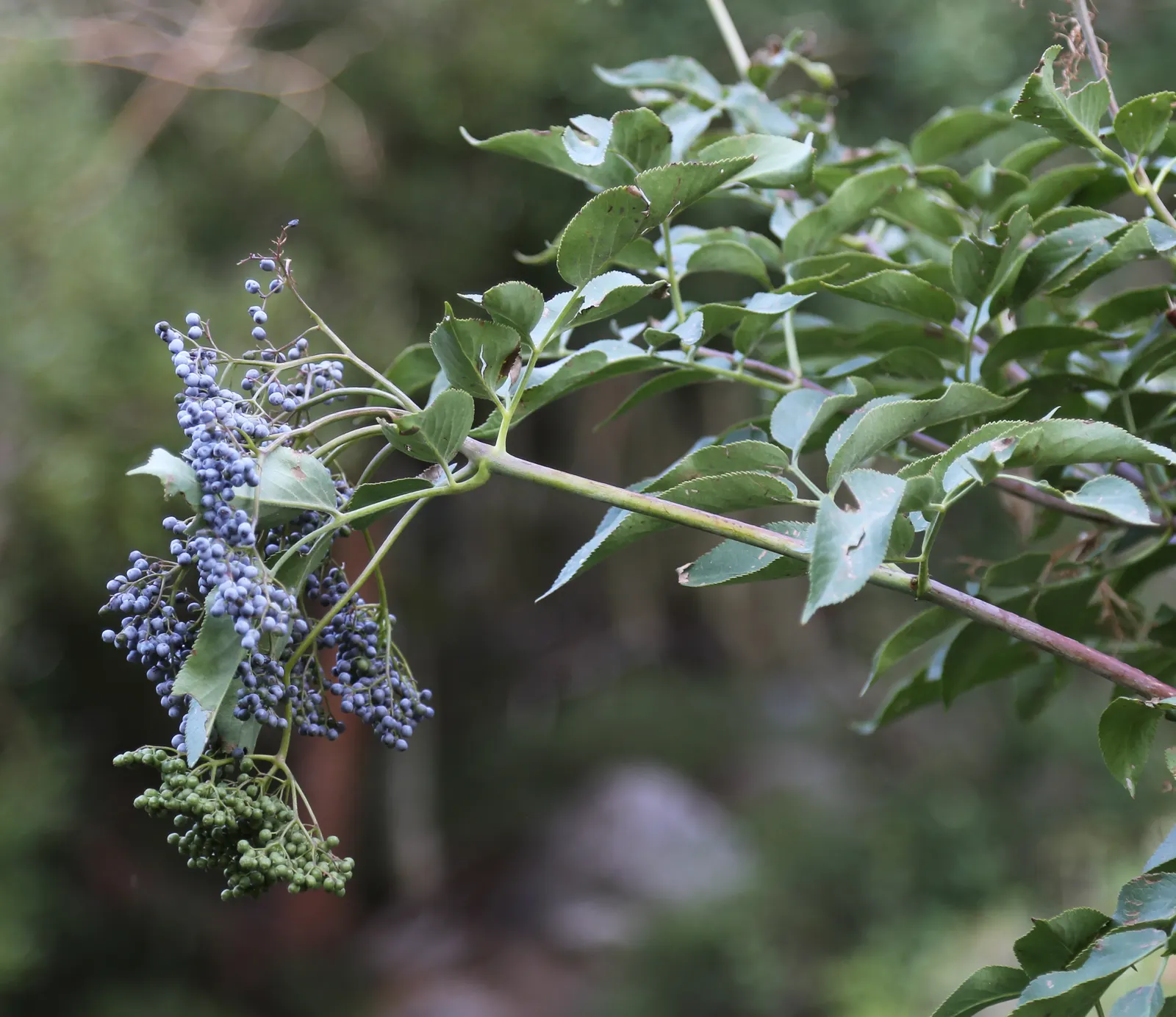 Blue Elderberry (Sambucus Mexicana) — succeeded by edible blue-black berries