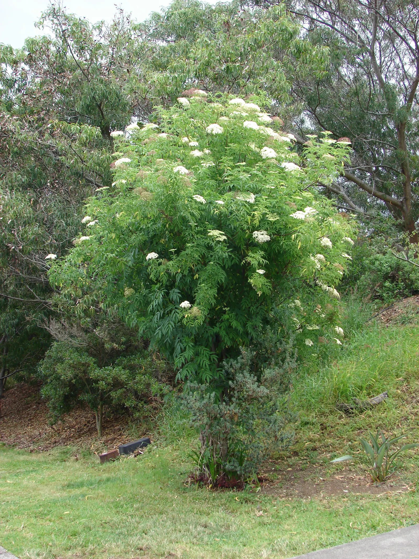 Blue Elderberry (Sambucus Mexicana) — It often reaches a mature height of 6 to 12 feet with a similar spread; each approximately 1/8 to 1/4 inch in, image 81