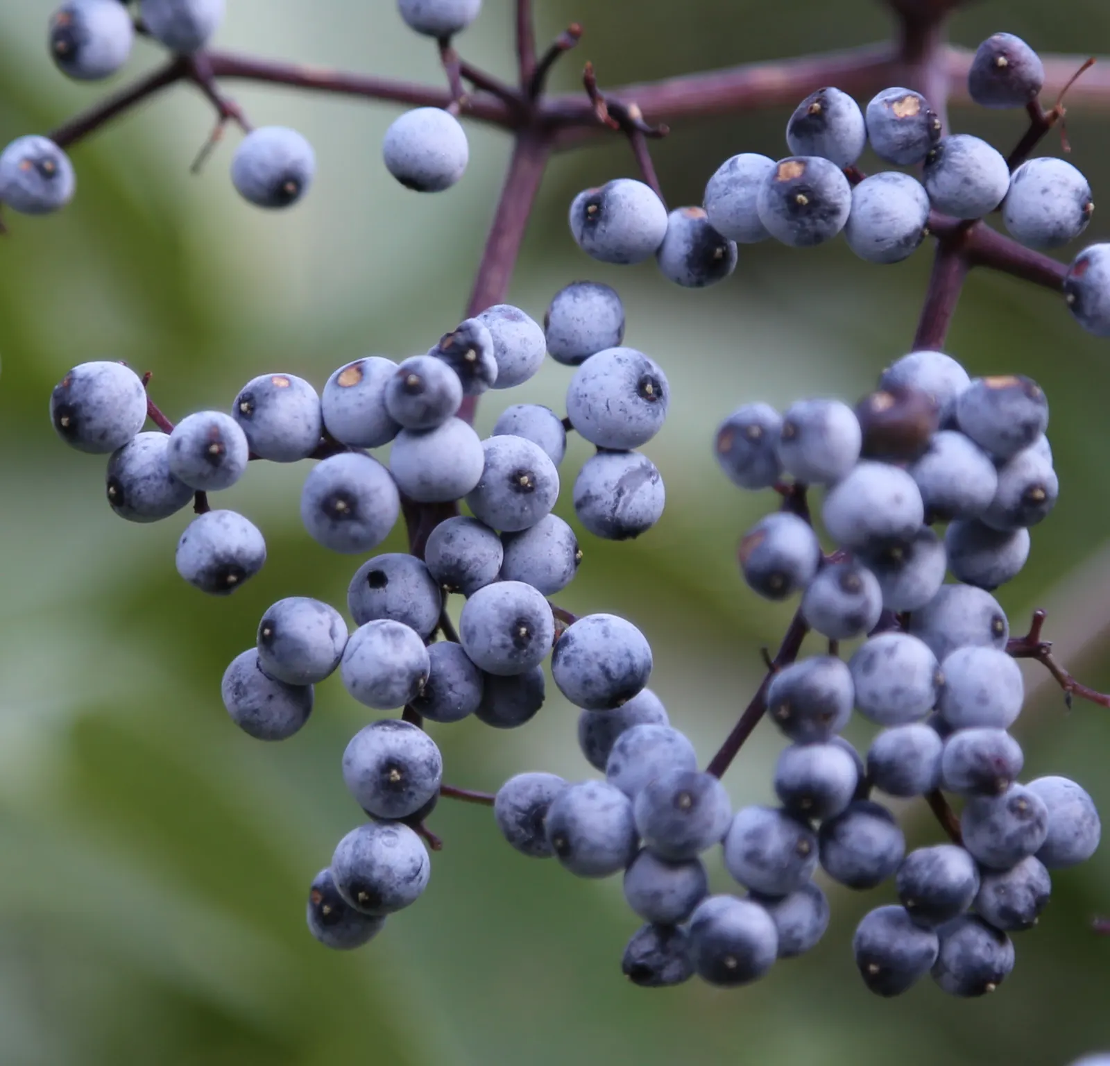 Blue Elderberry (Sambucus Mexicana) — This deciduous plant boasts creamy-white flower clusters in late spring