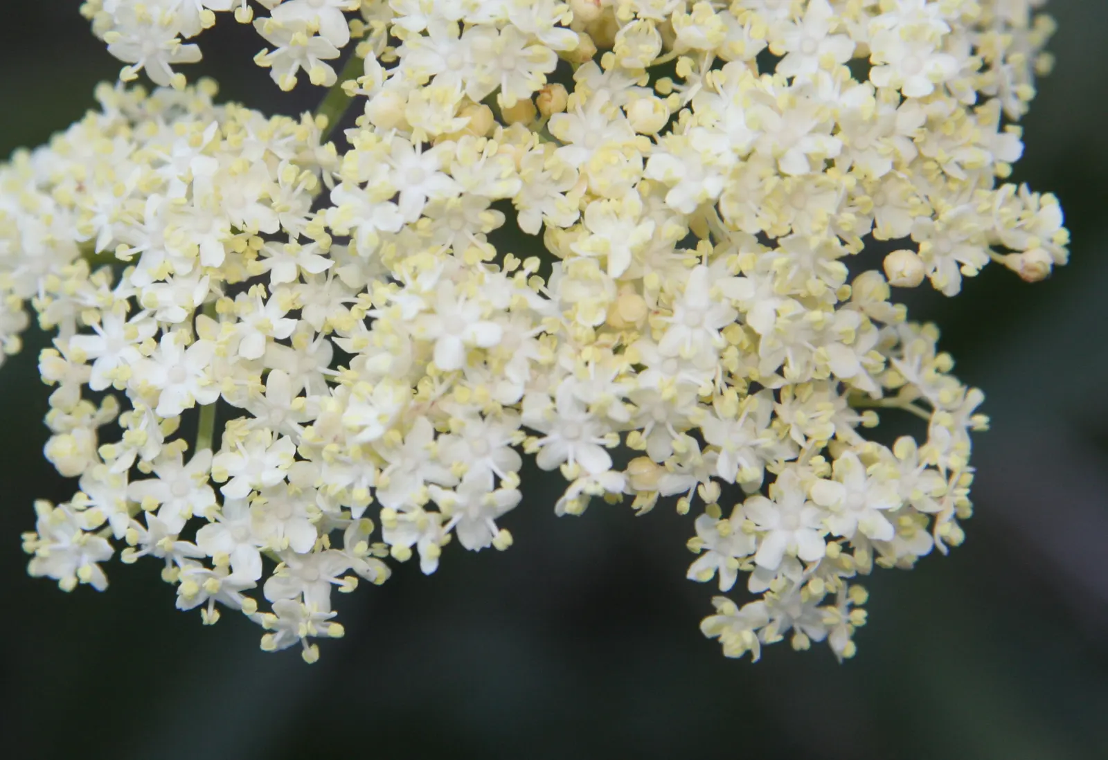 Blue Elderberry (Sambucus Mexicana) — Space plants 6-10 feet apart for a lush landscape feature