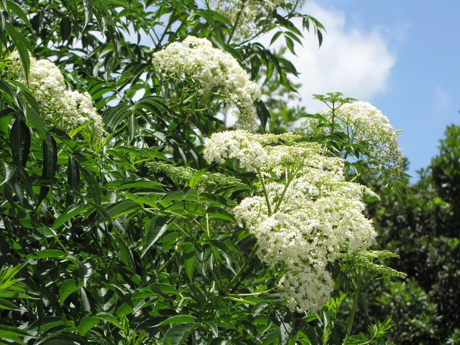 Blue Elderberry (Sambucus Mexicana) — scientifically named Sambucus mexicana