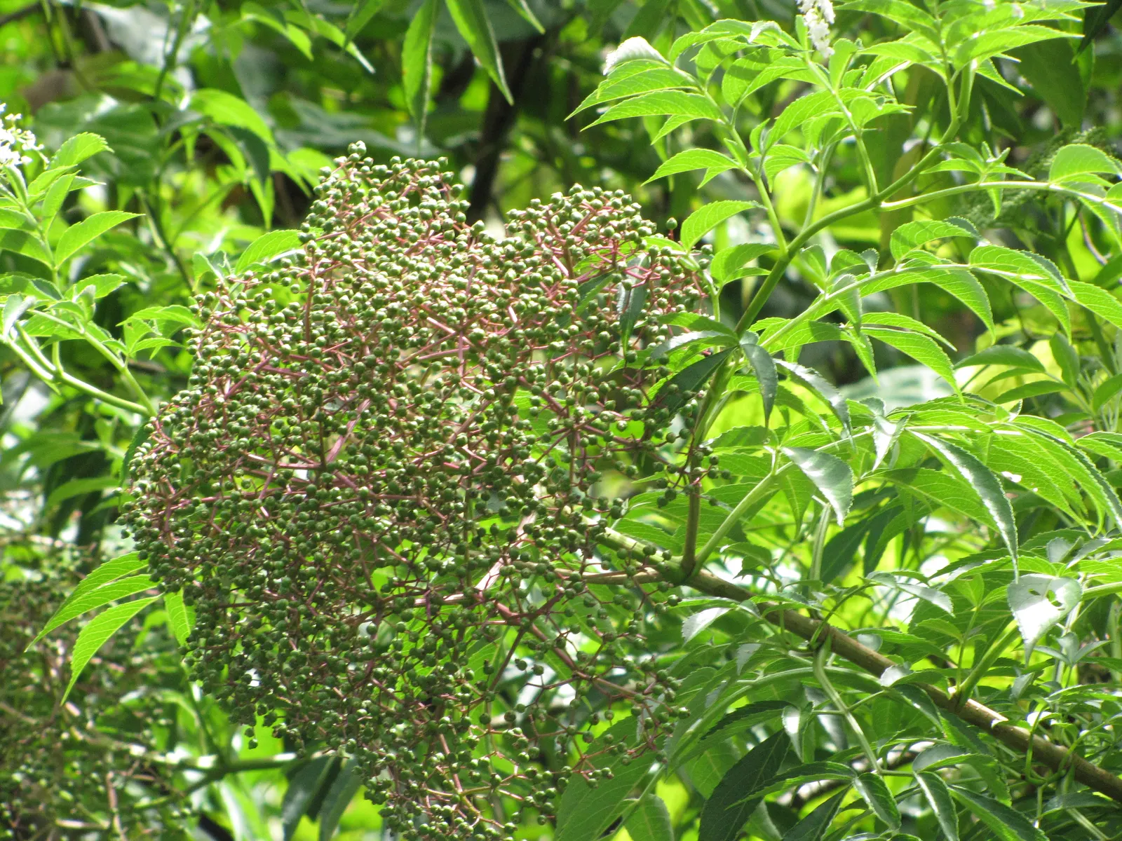 Blue Elderberry (Sambucus Mexicana) — Space plants 6-10 feet apart for a lush landscape feature; including birds and butterflies, image 78