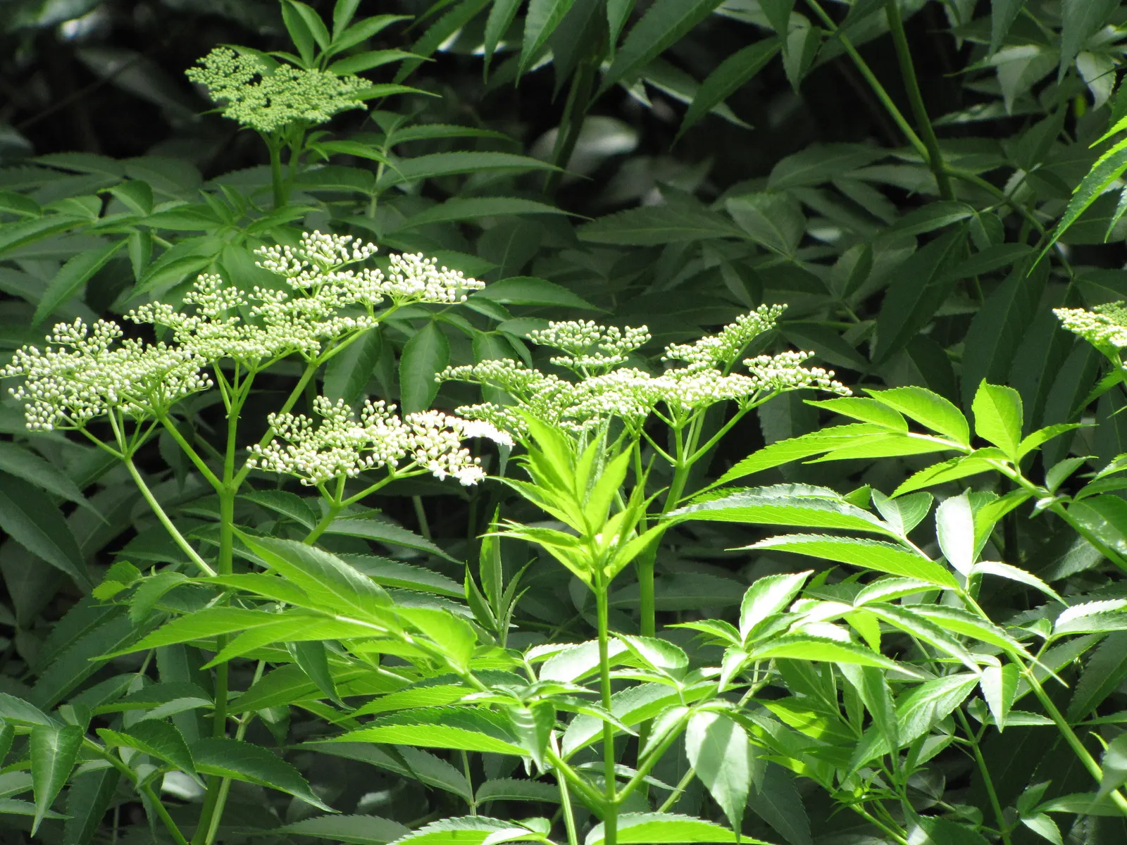 Blue Elderberry (Sambucus Mexicana) — shrub for full; this is a low-maintenance plant that has a high impact in the garden both aesthetically and ecologically
