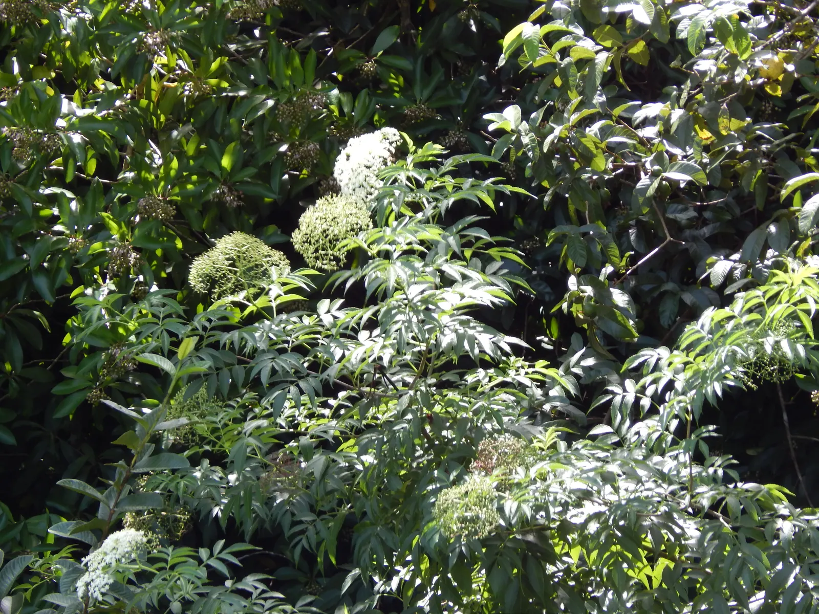 Blue Elderberry (Sambucus Mexicana) — Its versatility in natural; prune as needed to encourage a more compact growth habit and to remove any dead, image 65