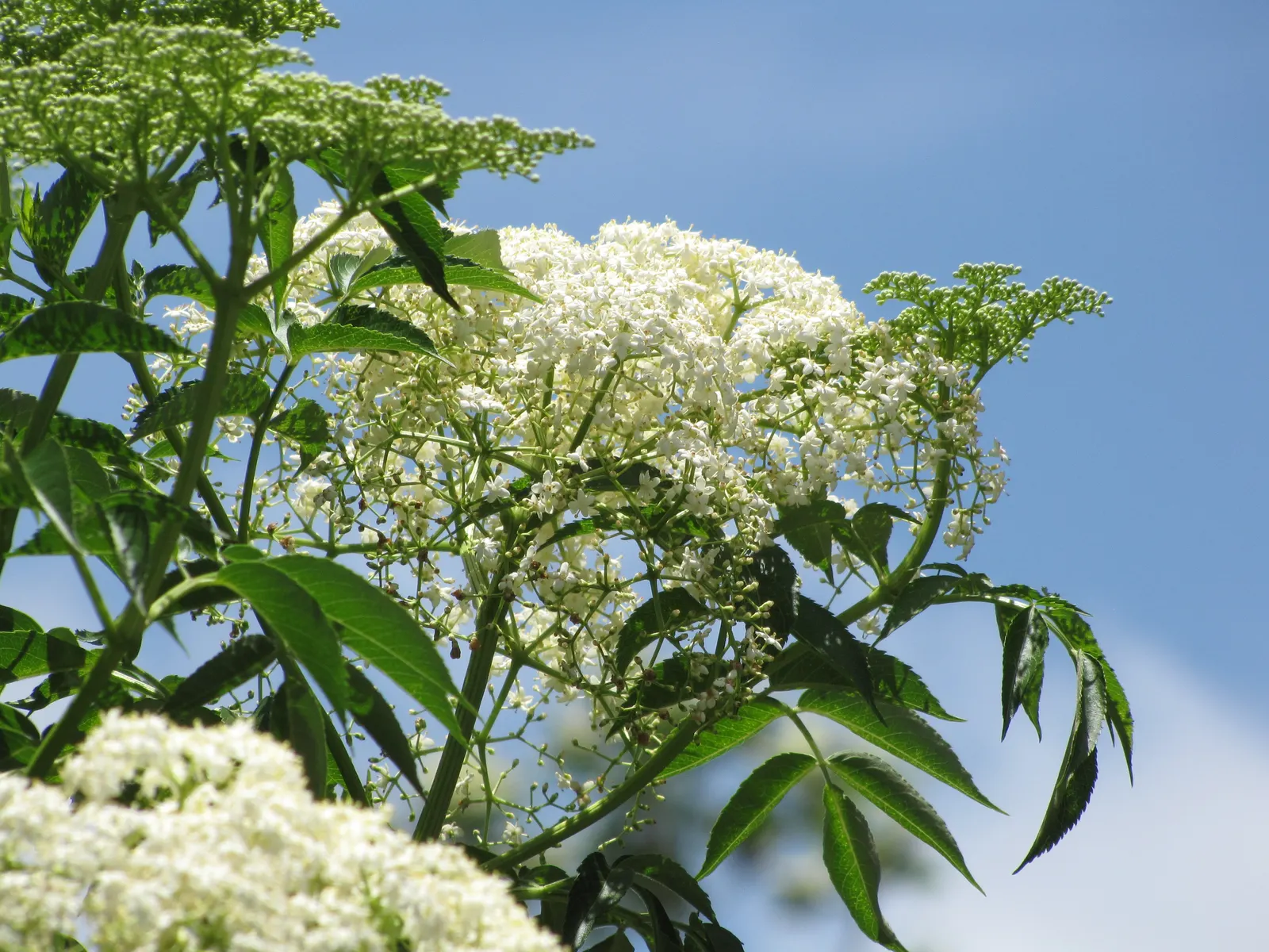 Blue Elderberry (Sambucus Mexicana) — is an attractive deciduous shrub indigenous to the western United States; it prefers full sun to partial shade and