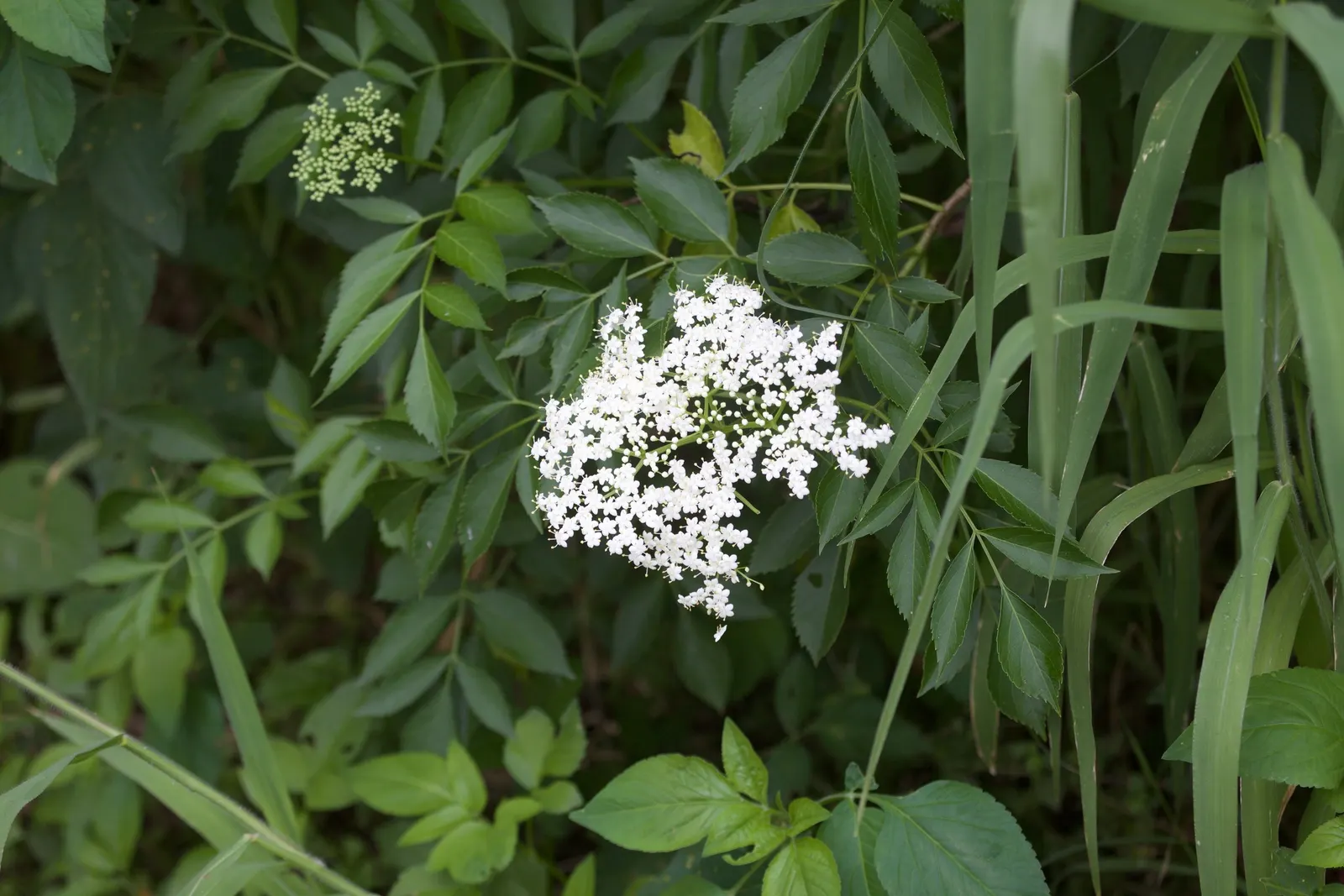 Blue Elderberry (Sambucus Mexicana) — each approximately 1/8 to 1/4 inch in diameter; it often reaches a mature height of 6 to 12 feet with a, image 84