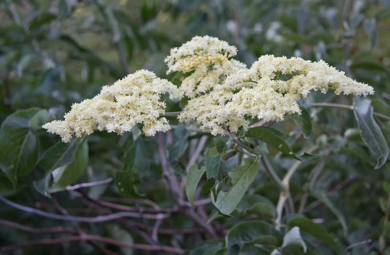 Blue Elderberry (Sambucus Mexicana) — It prefers full sun to partial shade and moderate water, adding wildlife appeal and hedging aesthetics