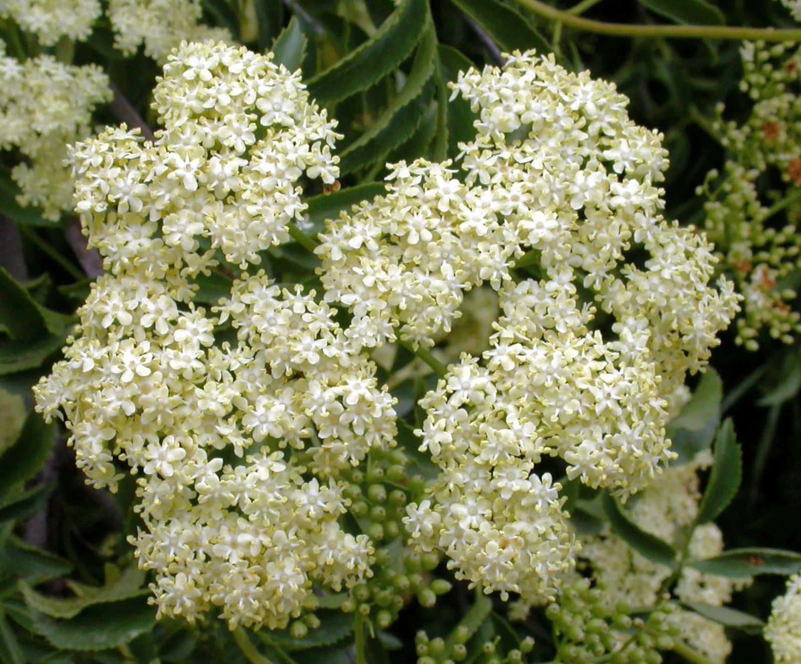 Blue Elderberry (Sambucus Mexicana) — Its versatility in natural