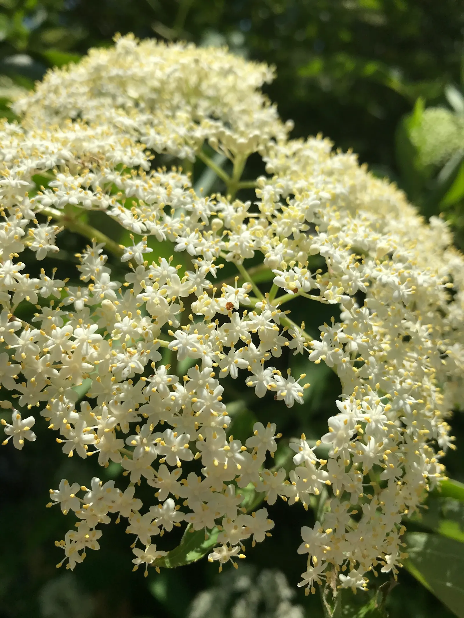 Blue Elderberry (Sambucus Mexicana) — each approximately 1/8 to 1/4 inch in diameter
