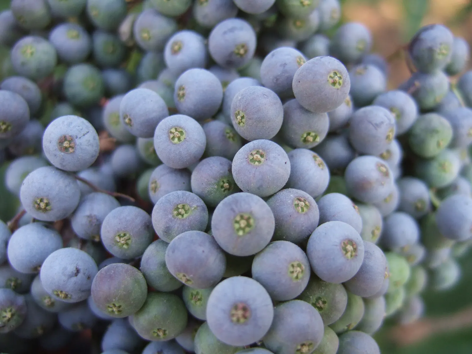 Blue Elderberry (Sambucus Mexicana) — It is hardy in USDA zones 4 through 9