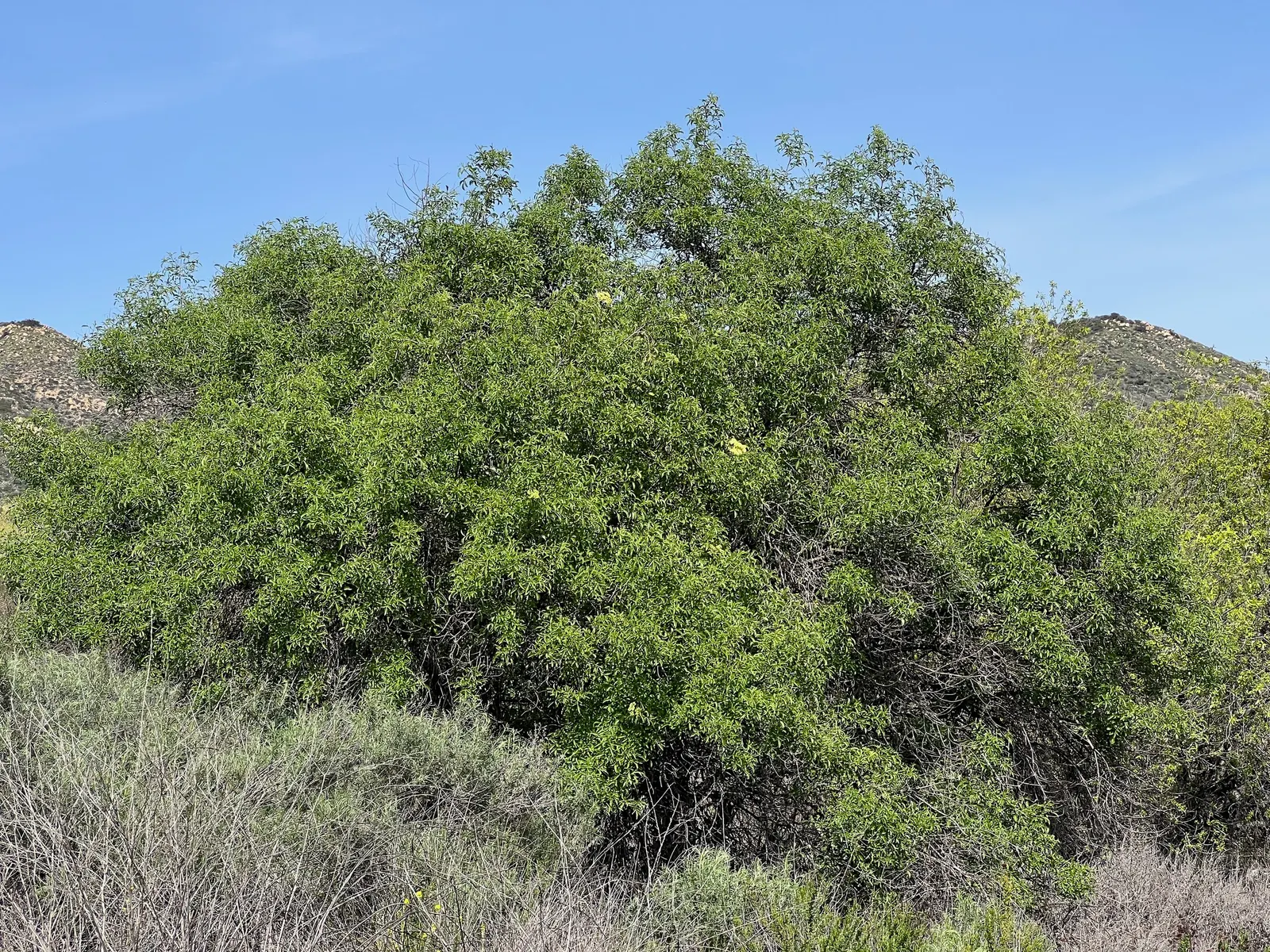 Blue Elderberry (Sambucus Mexicana) — including birds and butterflies