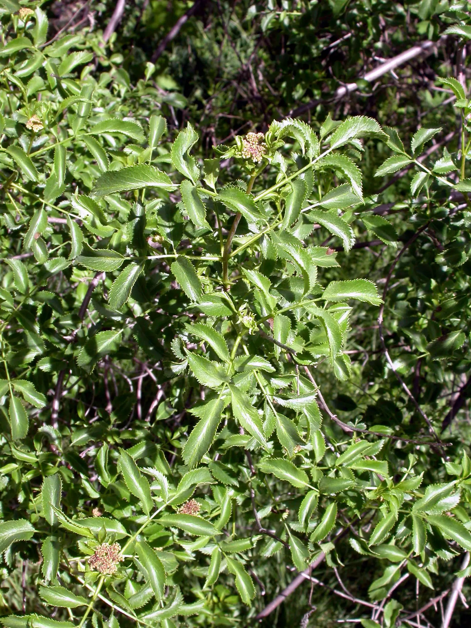 Blue Elderberry (Sambucus Mexicana) — It often reaches a mature height of 6 to 12 feet with a similar spread