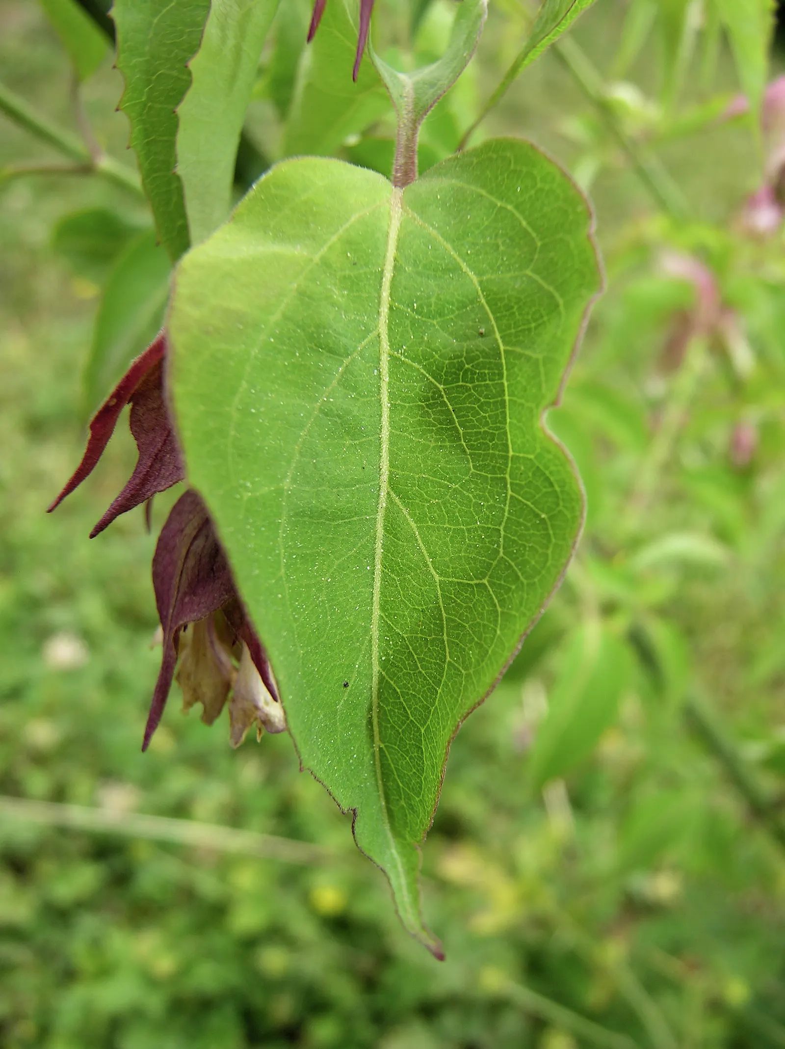 Himalayan Honeysuckle (Leycesteria formosa) — Reaching up to 6 feet tall and 4 feet wide, it boasts hollow, bamboo-like stems and lush green, image 47
