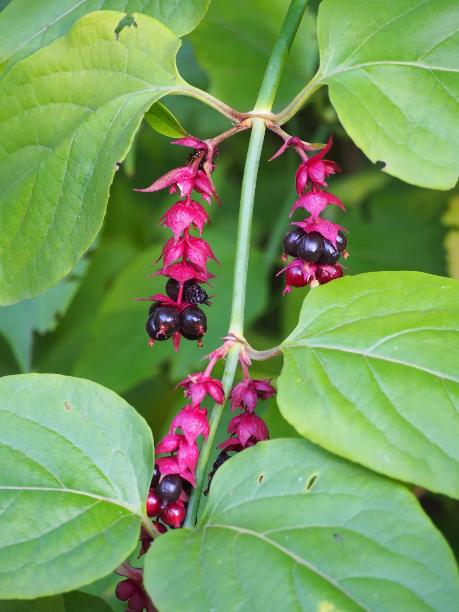 Himalayan Honeysuckle (Leycesteria formosa) — the shrub blooms with drooping clusters of fragrant white flowers surrounded by showy; shrub for full or half