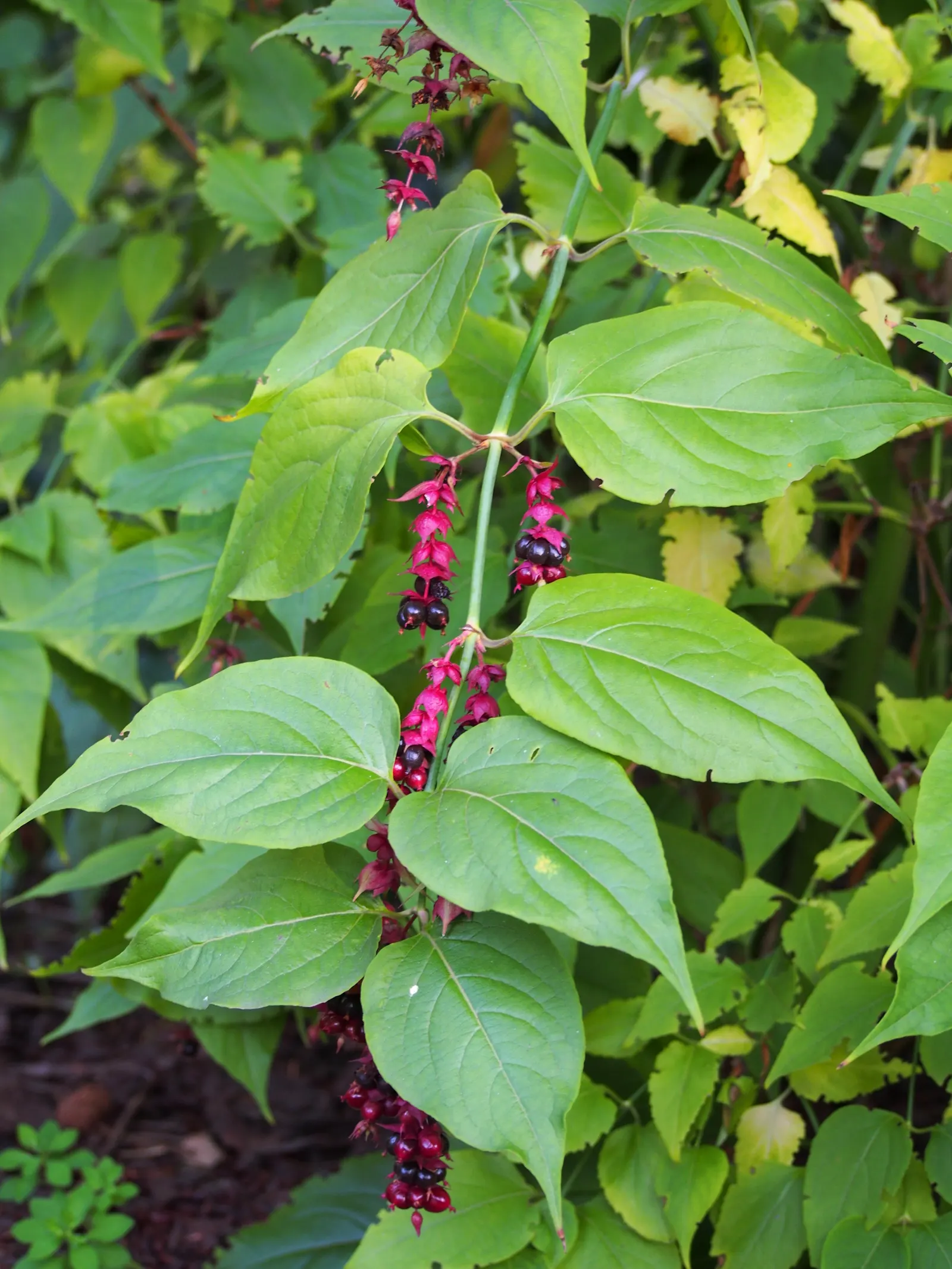 Himalayan Honeysuckle (Leycesteria formosa) — is a deciduous shrub that brings a unique exotic flair to any landscape; it is characterized by its, image 52