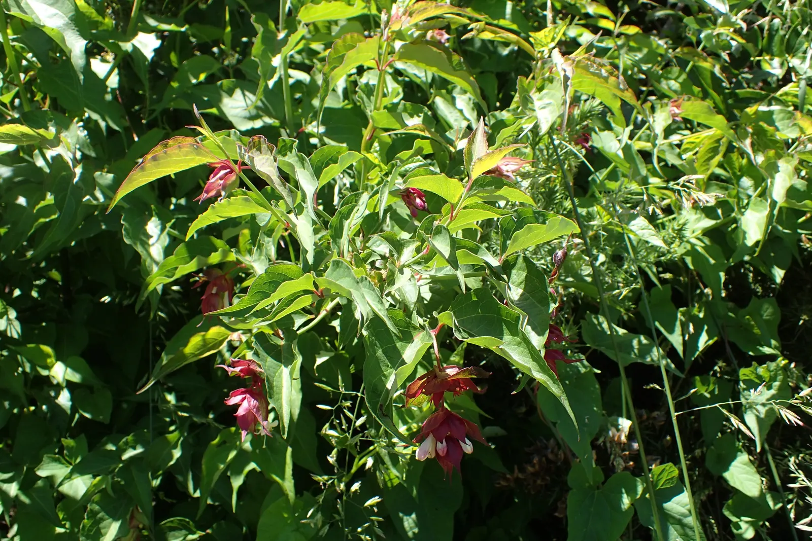 Himalayan Honeysuckle (Leycesteria formosa) — commonly known as Himalayan Honeysuckle
