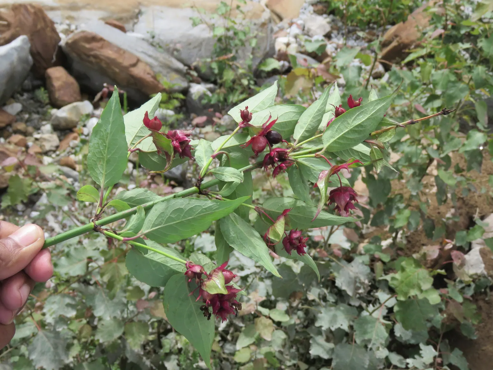 Himalayan Honeysuckle (Leycesteria formosa) — shrub with red and white blooms; leafy presence to its surroundings, image 65